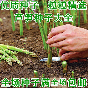 菜孑紫笋阳台盆栽高产四季 芦笋种子绿芦笋苗种苗春秋冬季 蔬菜种籽