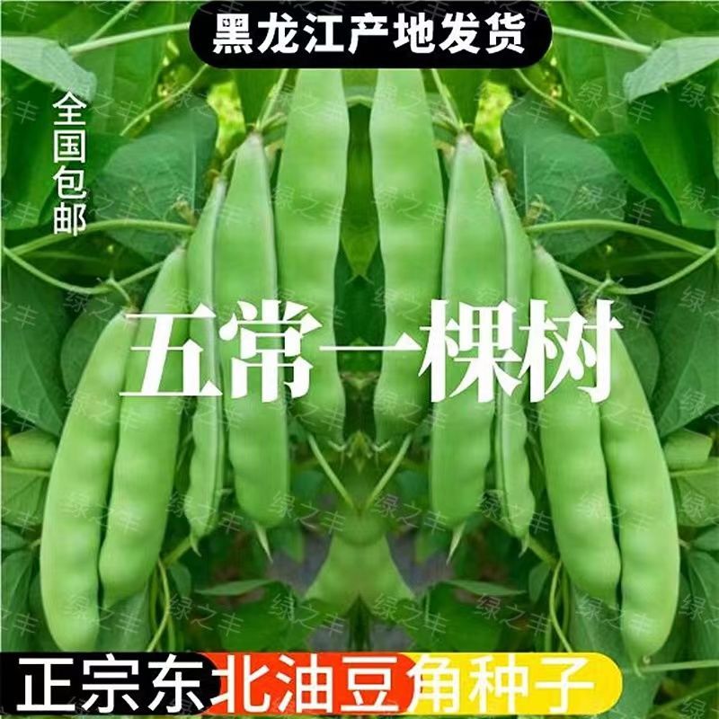 东北油豆角种子开锅烂架豆面豆