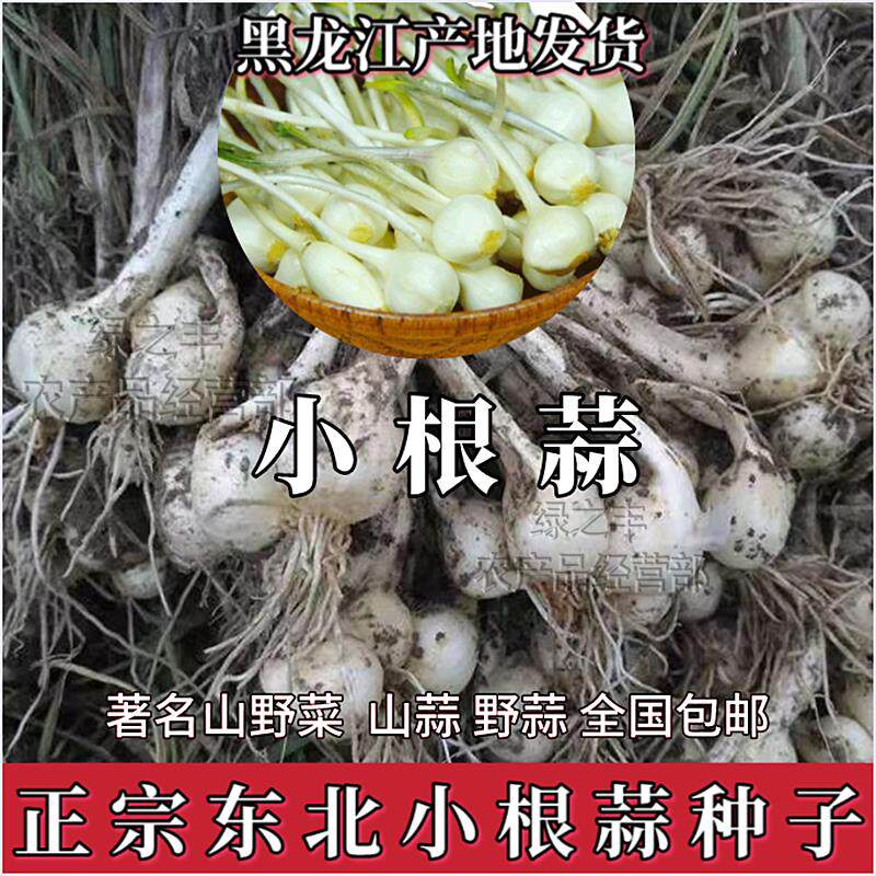 东北小根蒜种子野蒜山蒜籽野生蒜山野菜籽大脑蹦葱野蒜野蔬菜种子