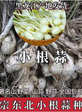 东北小根蒜种子野蒜山蒜籽野生蒜山野菜籽大脑蹦葱野蒜野蔬菜种子