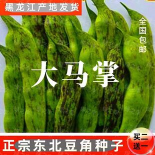 大马掌油豆角种子东北宽马掌豆角种籽无筋正宗马掌油豆角种子高产