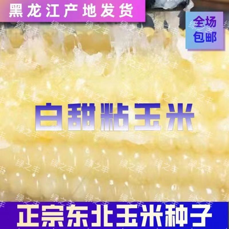 甜糯粘玉米种甜糯粘玉米种