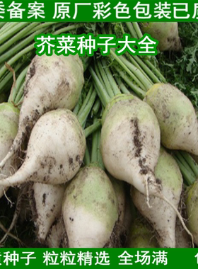 芥菜疙瘩种籽苹果芥东北小樱花