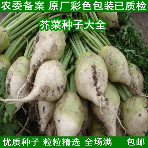 芥菜疙瘩种籽苹果芥东北小樱花