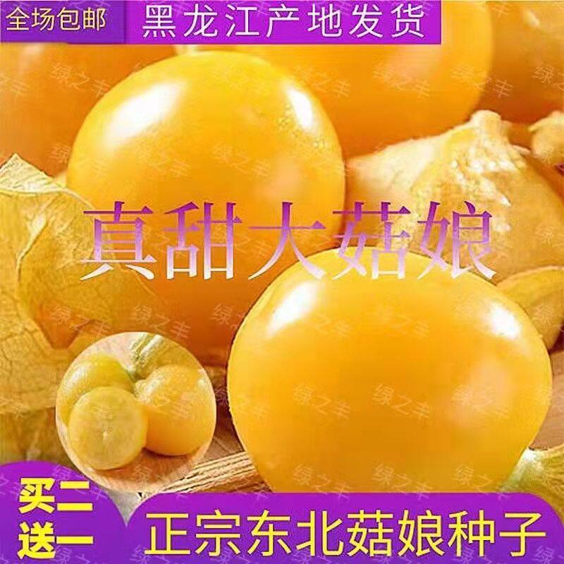 真甜大菇娘种子东北黄菇娘果种籽皮薄肉厚甜度高盆栽易种水果高产