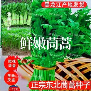 茼蒿种子东北正宗茼蒿籽春秋四季菊花铁杆种子蔬菜籽皇帝菜籽高产