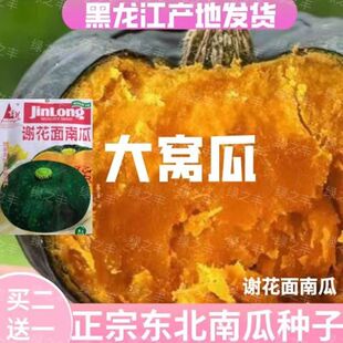 谢花面南瓜种子东北老品种窝瓜种籽蛋黄甜黄面瓜籽香甜栗金黄早熟
