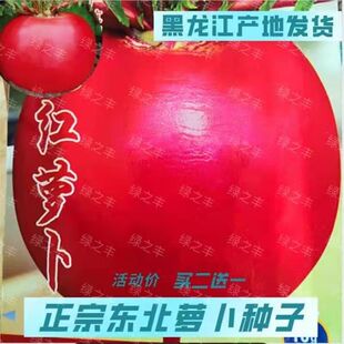 灯笼红萝卜种子东北大红萝卜种籽红圆萝卜籽早熟易种抗病高产甜脆