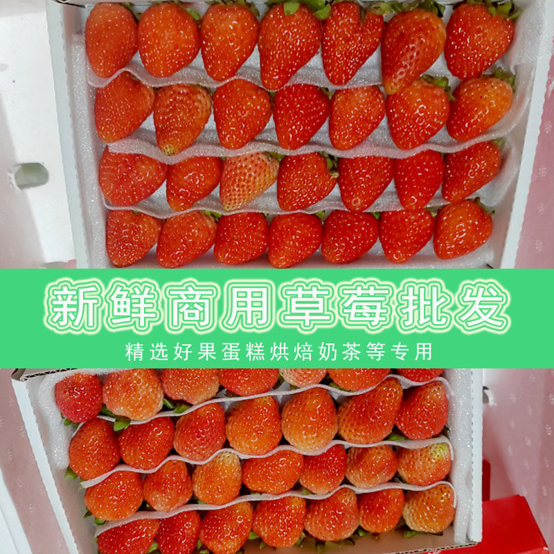 双流冬四季酸草莓新鲜商用草莓水果奶茶烘焙饮品糖葫芦专用