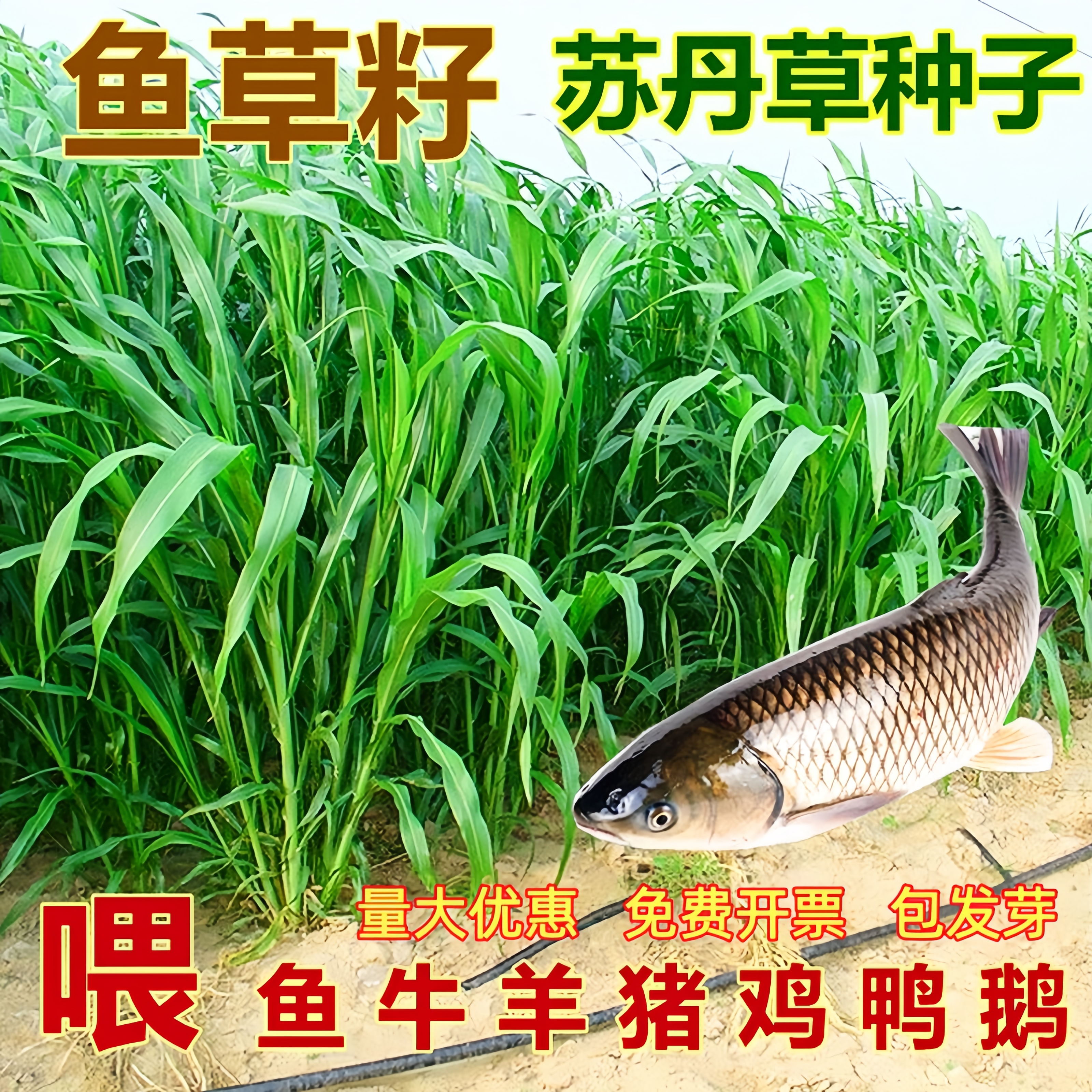 多年生牧草种籽高丹王草种籽苏丹草草籽鸭鹅牛羊鱼草种籽四季高产