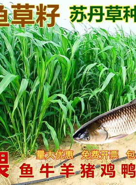 多年生牧草种籽高丹王草种籽苏丹草草籽鸭鹅牛羊鱼草种籽四季高产
