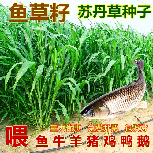 苏丹草种子四季养殖鸡鸭鱼草种籽