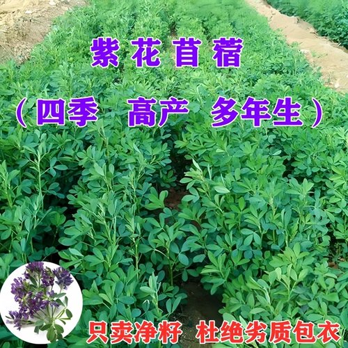 紫花苜蓿牛马羊鱼草种籽四季
