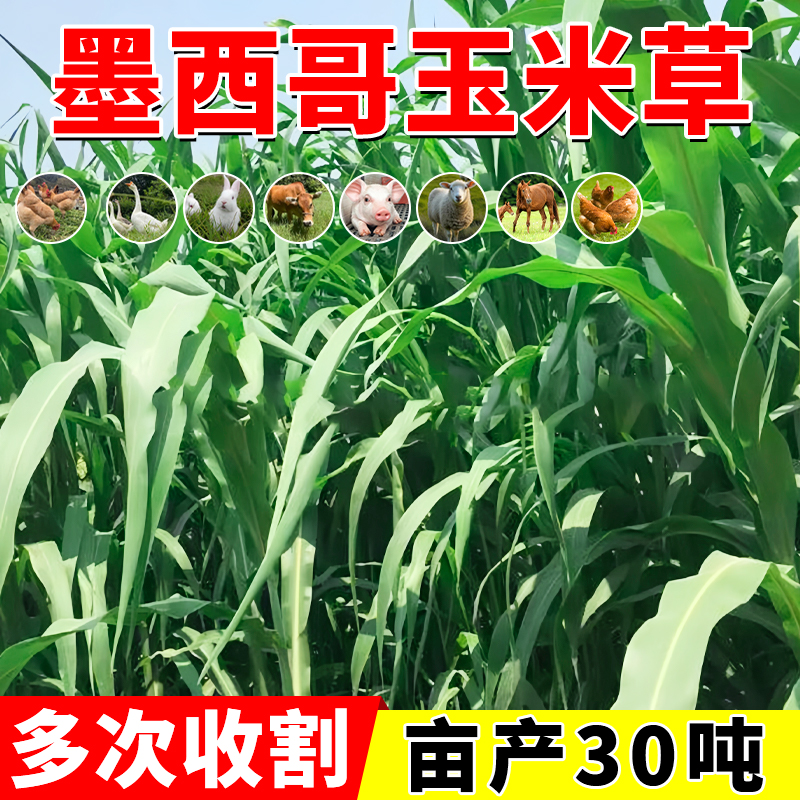 进口墨西哥玉米草种籽优12鱼草种籽四季猪牛羊鱼兔养殖高产牧草种