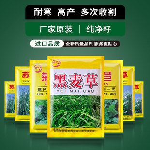 黑麦草种子 进口一年生四倍体高产宽叶型冷季牧草籽 适口好 包邮