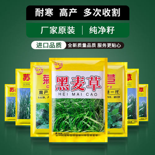 进口种子种子进口一年生