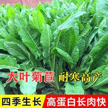 大叶菊苣草种籽多年生四季牧草种子养殖猪牛羊鸡鸭鹅草种再生高产