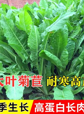 多年生菊苣鸡鸭鹅猪鱼草种籽四季