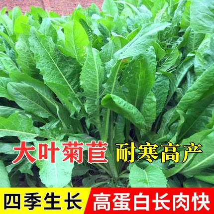 大叶将军菊苣草种籽多年生四季牧草种子养殖猪牛羊鸡鸭鹅再生高产