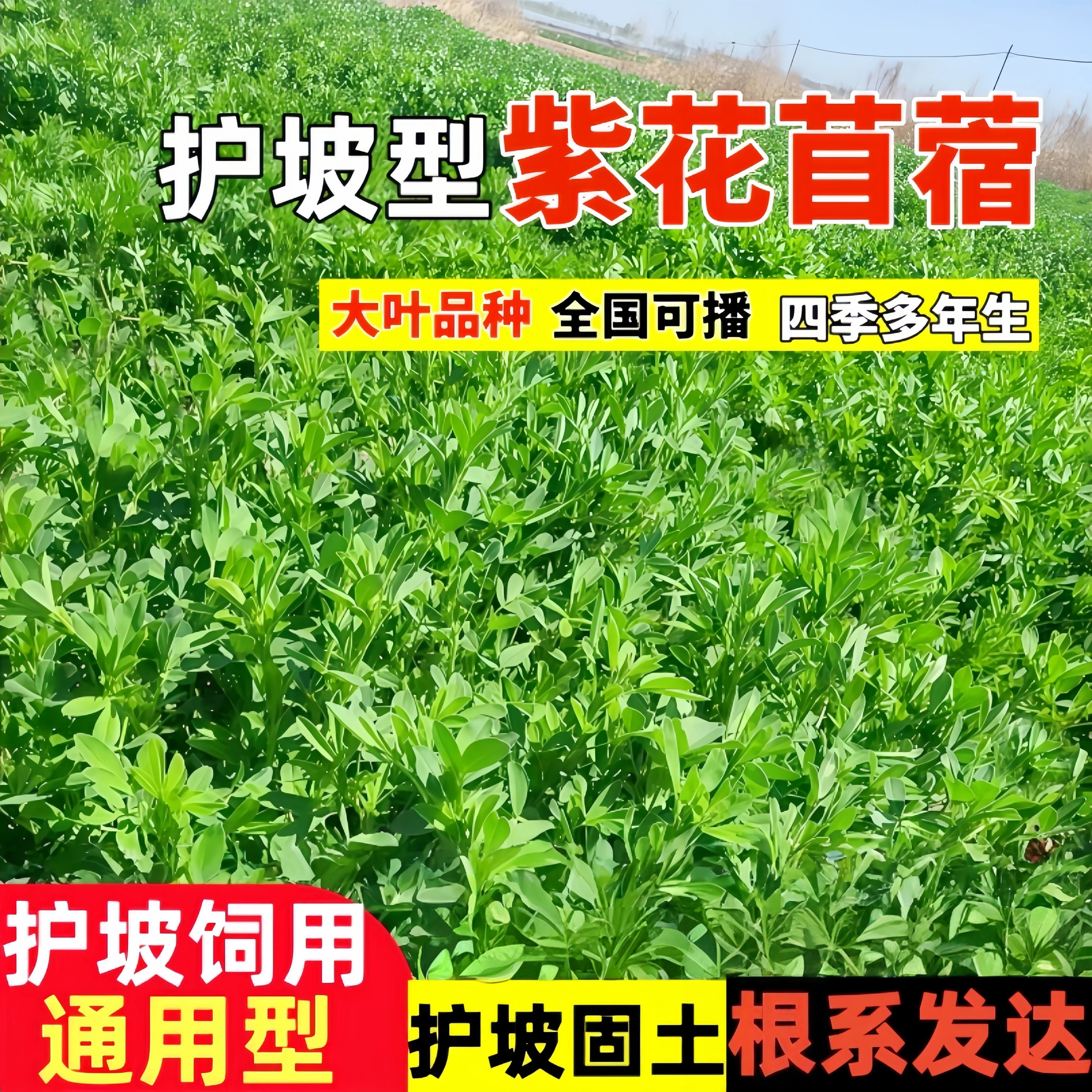 多年生紫花苜蓿种籽高蛋白草籽猪牛羊兔鸡鸭鹅鱼四季高产牧草种子