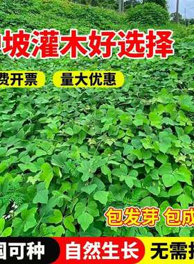 葛藤种子边坡绿化爬藤植物种子