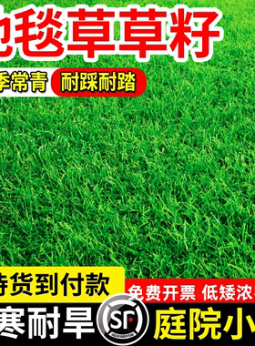 高档地毯草草籽矮生免修剪耐践踏公园小区耐寒四季常青草坪草种子