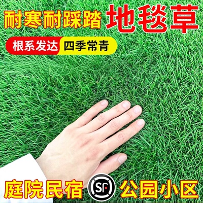 高档地毯草籽免修剪耐践踏绿化庭院草坪草籽矮生草皮种子四季常青