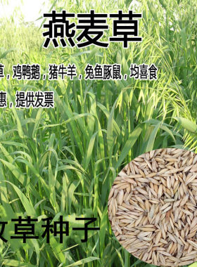 牧草燕麦耐寒高产鱼饲料牛羊种子
