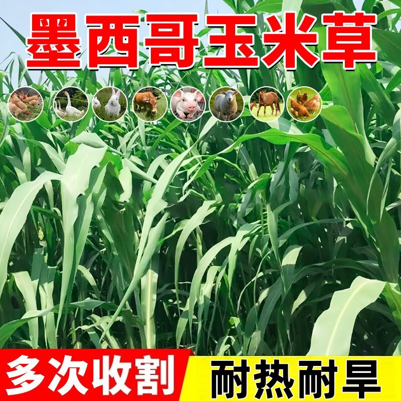 进口墨西哥玉米草种籽优12鱼草种籽四季猪牛羊鱼兔养殖高产牧草种