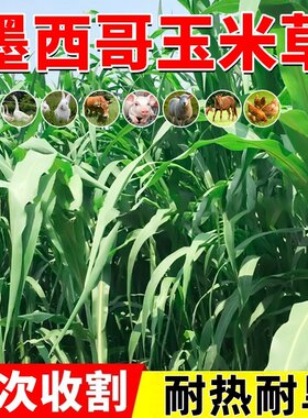进口墨西哥玉米草种籽优12鱼草种籽四季猪牛羊鱼兔养殖高产牧草种