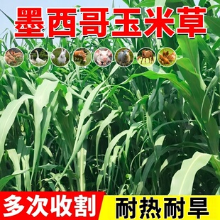 进口墨西哥玉米草种籽优12鱼草种籽四季猪牛羊鱼兔养殖高产牧草种