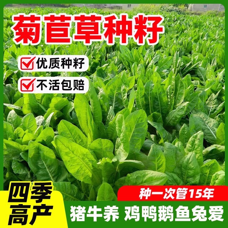 多年生菊苣鸡鸭鹅猪鱼草种籽四季