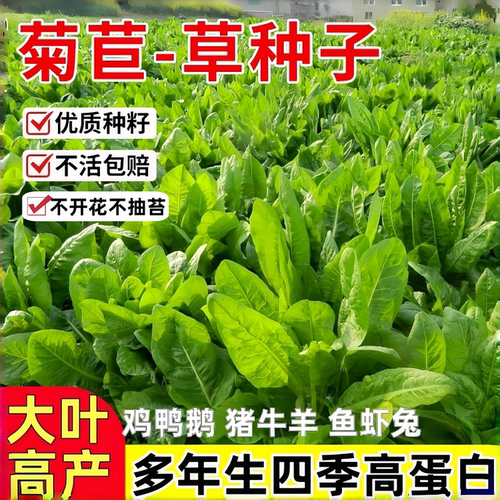 牧草四季牛羊种籽子再生大叶菊苣