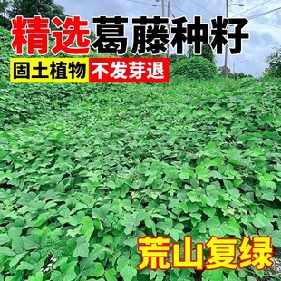 葛藤种籽藤本油麻藤爬山虎牵牛花边坡矿山绿化护坡爬藤植物草种子