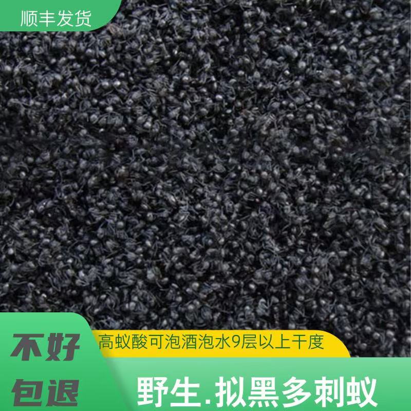 广西大黑蚂蚁干正品野生拟黑多刺蚁黑蚂蚁可食用泡酒料500g可磨粉