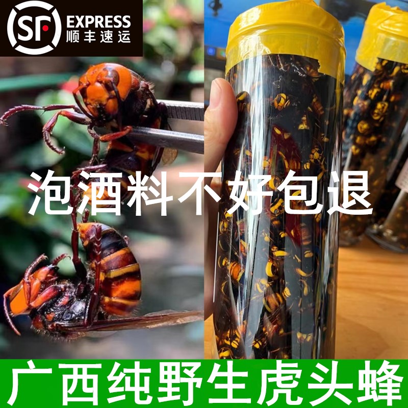 广西野生虎头蜂黑尾红娘大胡蜂大马蜂黄蜂活体泡酒料200只包邮