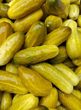 广东封开特产平凤黄瓜酸新鲜黄瓜非德庆蟠龙现货小黄瓜3斤起包邮