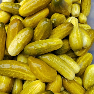 广东封开特产平凤黄瓜酸新鲜黄瓜非德庆蟠龙现货小黄瓜3斤起包邮