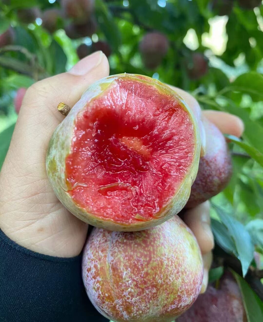 广东特产新鲜封开麒麟李三华李子孕妇水果酸脆李现摘现发1箱包邮