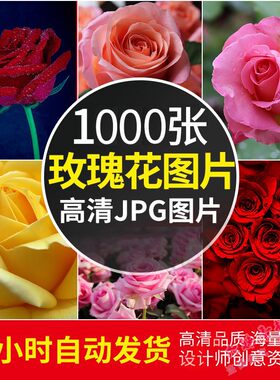 高清图库玫瑰花图片 红白粉紫玫瑰花束摄影照片手机电脑壁纸素材