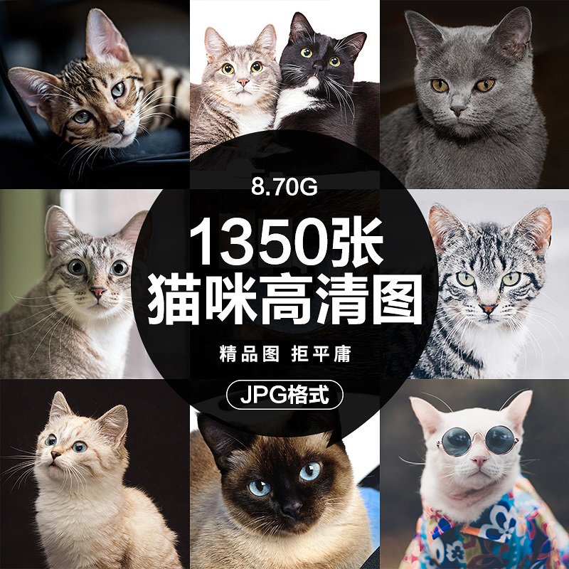 高清图库 4K可爱猫咪动物宠物猫百态摄影壁纸ps海报设计图片素材