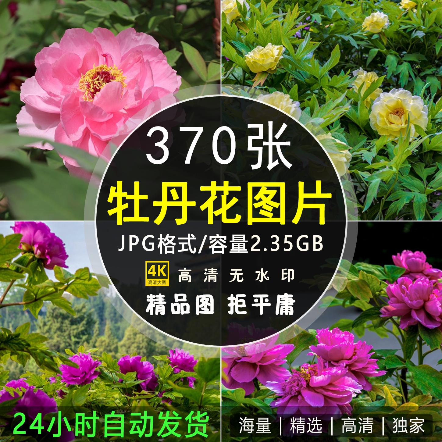 高清牡丹花图片花开富贵红粉白色花卉花朵摄影手机电脑壁纸ps素材
