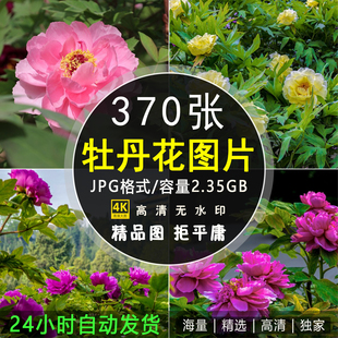 高清牡丹花图片花开富贵红粉白色花卉花朵摄影手机电脑壁纸ps素材