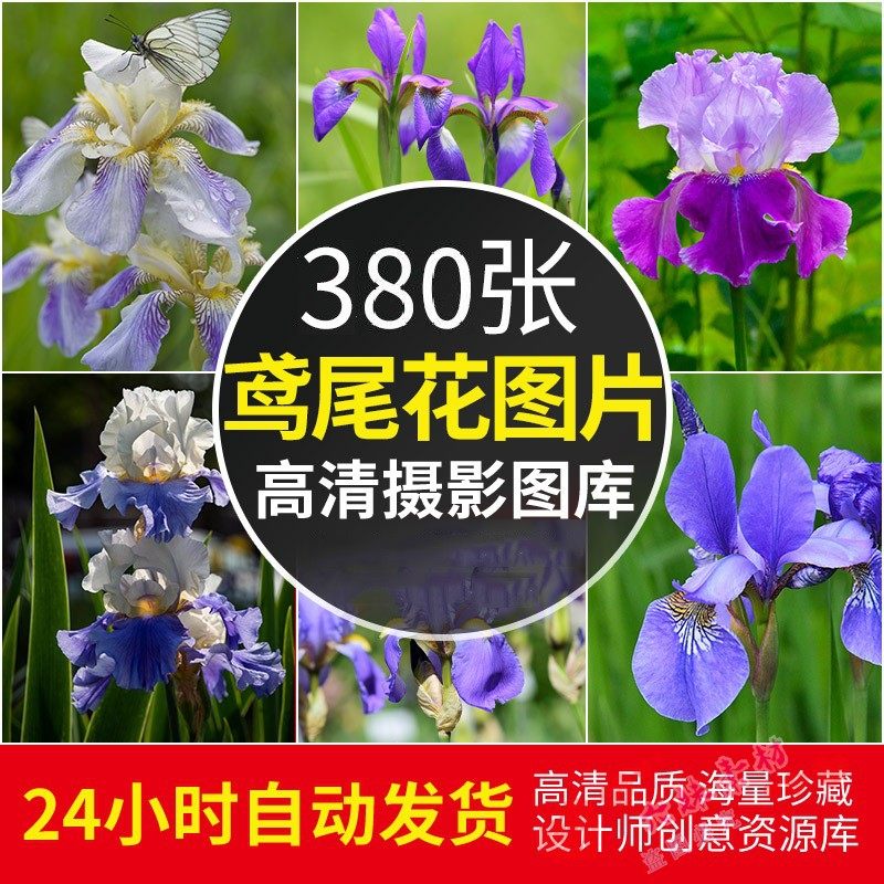 4K高清鸢尾花图片鲜花卉植物摄影唯美壁纸园艺特写临摹参考ps素材,商务/设计服务,设计素材/源文件,淘宝优惠券,粉丝福利购,淘宝优惠卷