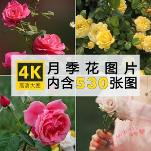 花玫瑰摄影特写照片手机电脑4K壁纸背景图片ps设计素材库 高清月季