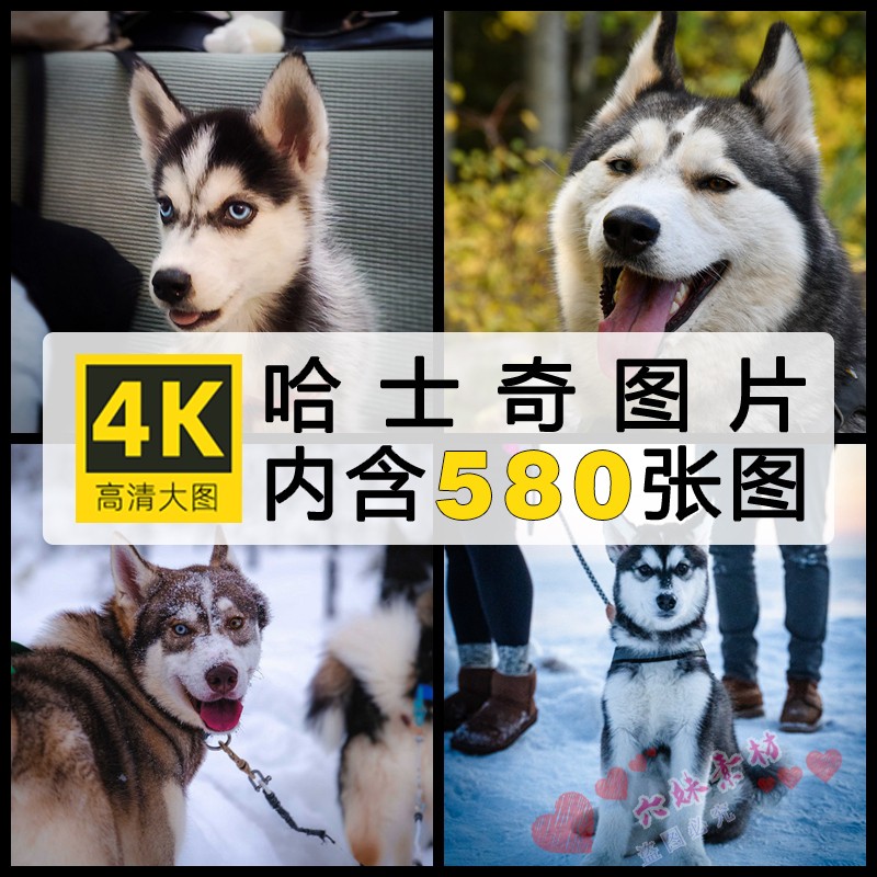 4k高清动物jpg图片哈士奇宠物狗壁纸雪橇犬美工喷绘设计合成素材