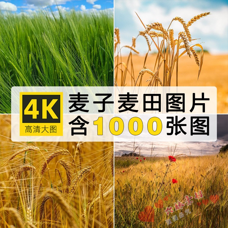 高清JPG麦田图片麦穗麦浪草垛金色小麦田地农田丰收自然风景素材