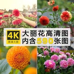 高清图库4K大丽花唯美花卉摄影照片电脑平板壁纸背景图片设计素材