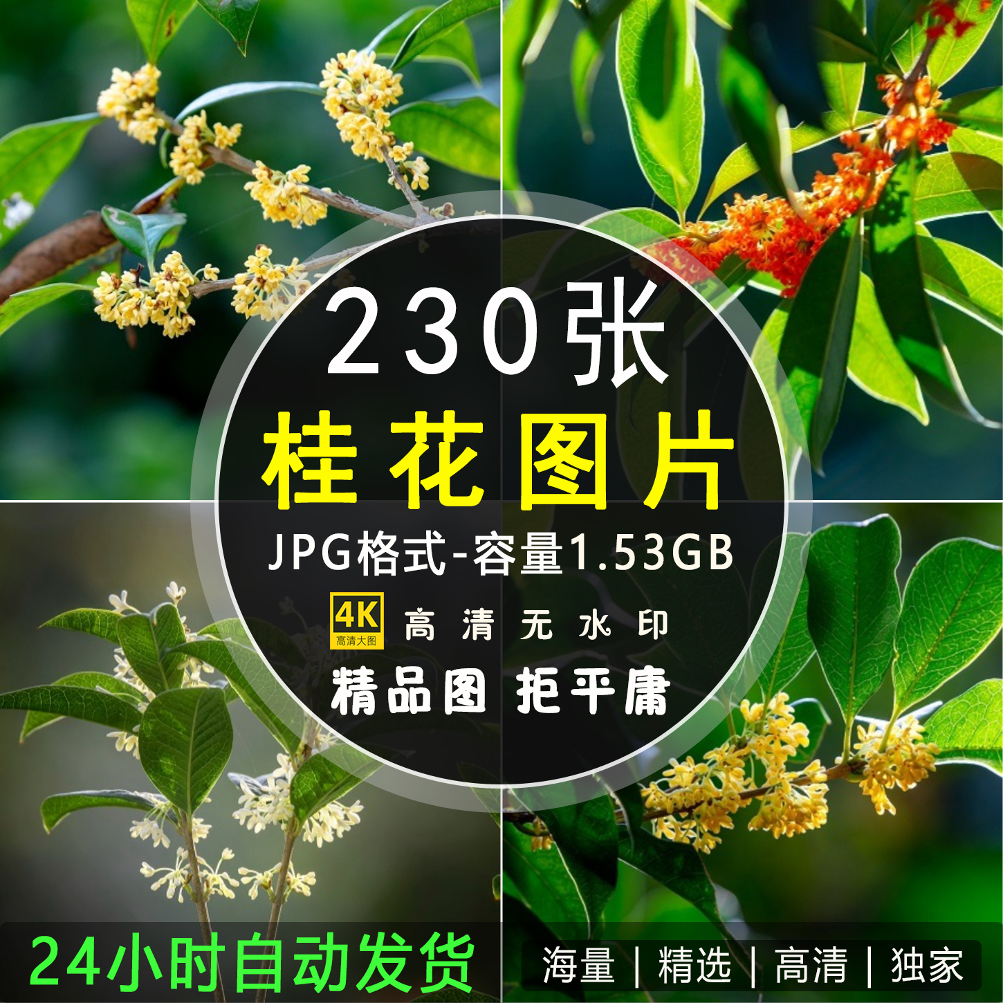 高清桂花图片花朵花卉树花植物摄影照片手机电脑4k壁纸ps素材图库