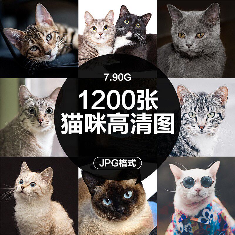 高清图库4K可爱小猫咪动物猫百态摄影电脑壁纸ps海报设计图片素材高性价比高么？
